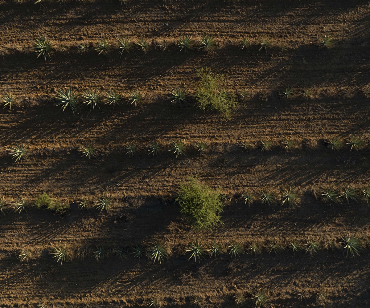 Tobala mezcal fields