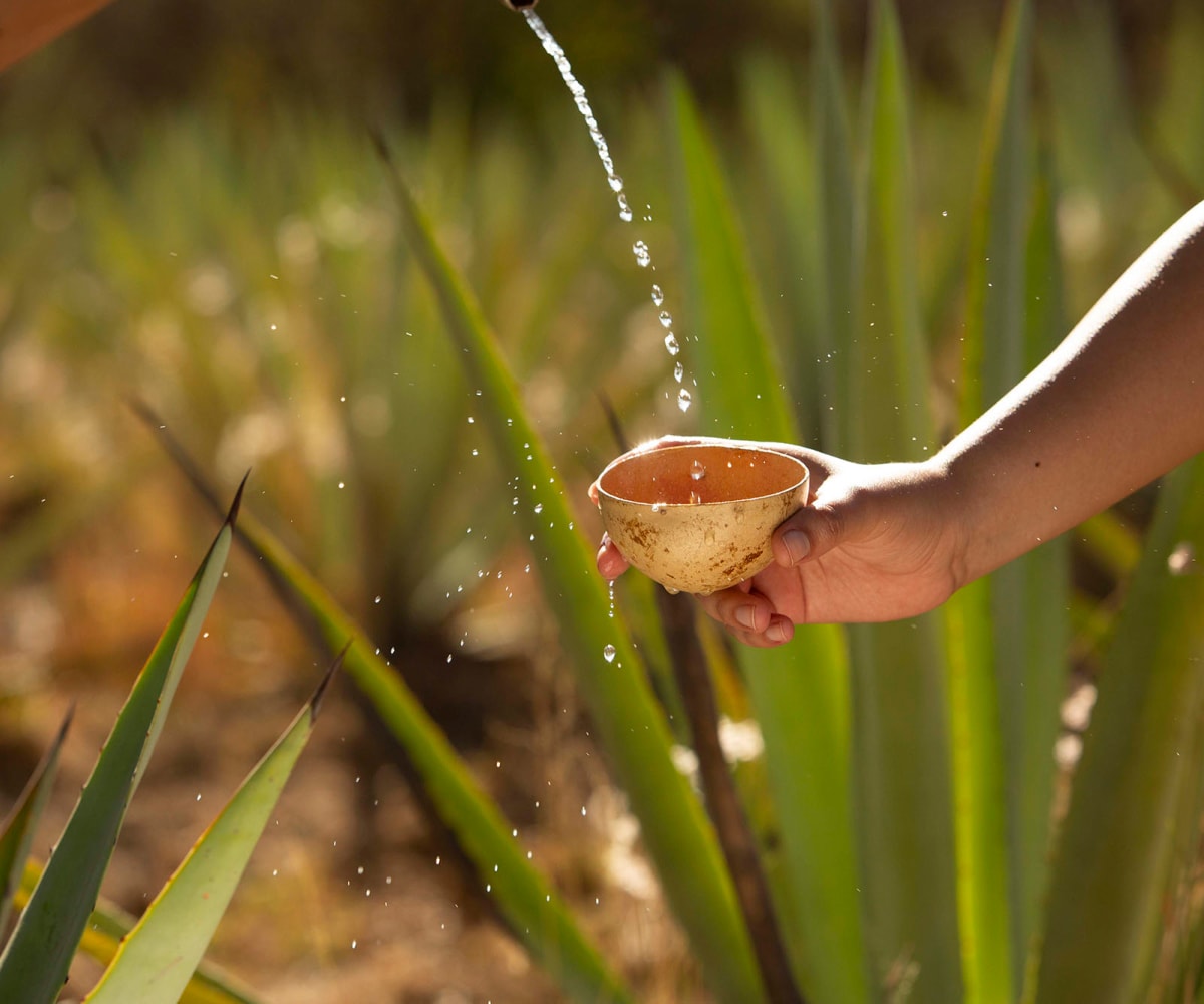 Elixir pour with sunlit stream of water